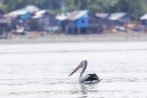 Un pélican "perdu" fait des heureux aux Philippines