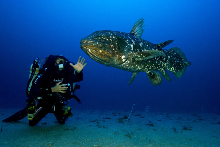 Fasciné par les loches marbrées de Fakarava, le photographe sous-marin professionnel animera jeudi une conférence sur ce sujet, qui a fait l'objet aussi d'un magnifique documentaire.