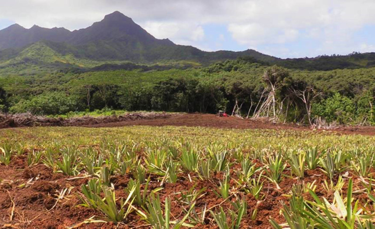 Raiatea : attribution des terres agricoles de Faaroa à Taputapuatea