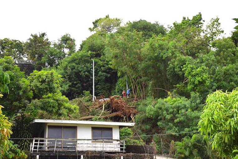 Un arbre déraciné dans le quartier Amiot