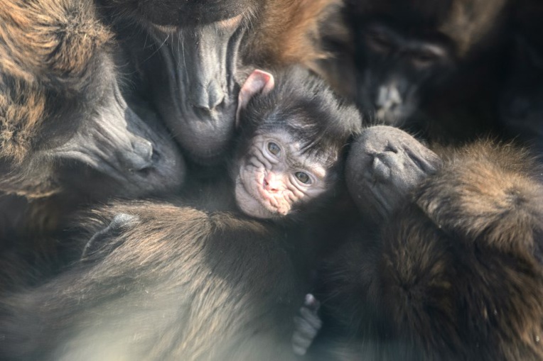 USA: des babouins s'échappent d'un institut de recherche biomédicale