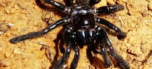 Australie: la doyenne présumée des araignées tuée par une guêpe