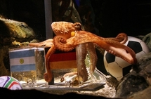 Mondial-2010 - Verdict de Paul le poulpe: l'Allemagne battra l'Argentine
