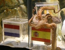 Mondial-2010 - Paul, le poulpe  devin, sacre l'Espagne championne du monde