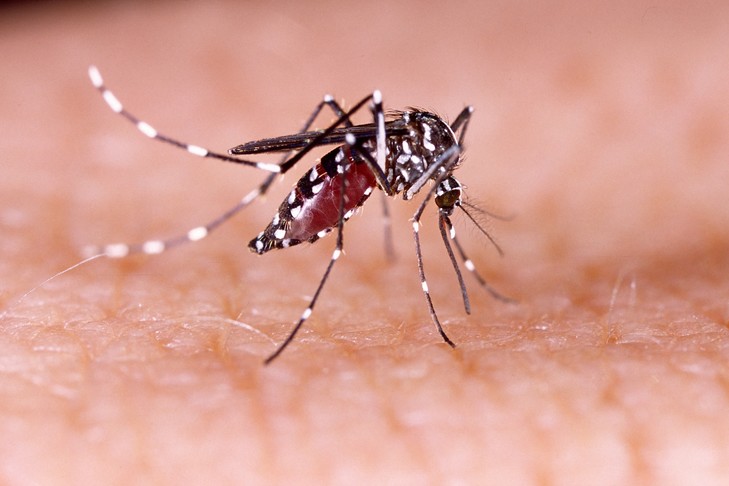 Dengue de type 2 : la Polynésie placée en alerte sanitaire