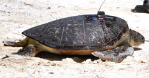 Des tortues suivies par satellite: une étude menée par Te mana o te moana.