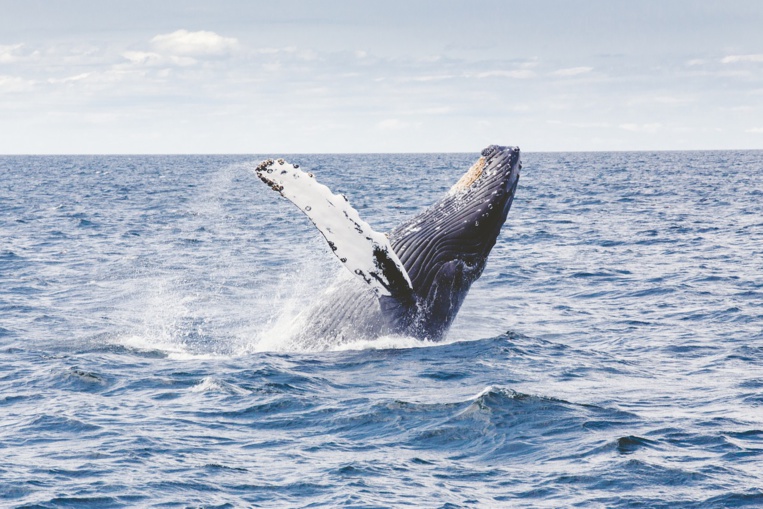 Baleine: le Japon étudie son retrait de la CBI pour relancer la pêche commerciale