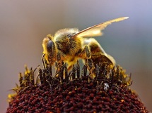 Mortalité des abeilles: Syngenta se défendra contre toute allégation