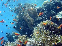 Australie: appel à protéger la biodiversité unique de la mer de Corail