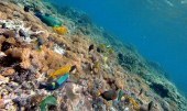 L'Australie veut sanctuariser la mer de Corail