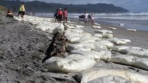 NZ: Des vagues de déchets issus du porte-conteneurs Rena déferlent sur les plages de Tauranga