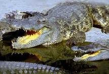 Les crocodiles se déchaînent en Australie