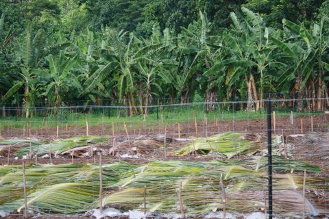 Daniel Herlemme, ministre en charge de la régénération de la cocoteraie en mission à Tahaa