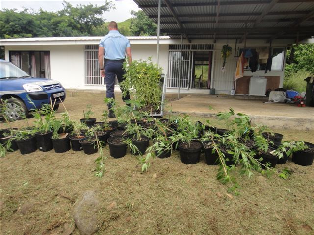 Moorea: saisie de 300 plants de cannabis