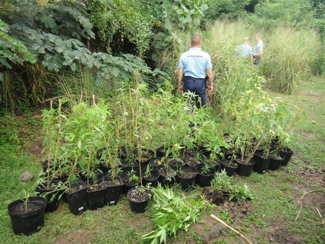 Moorea: saisie de 300 plants de cannabis