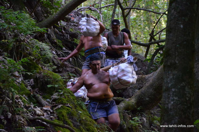 Oranges de la Punaruu : la saison est ouverte