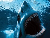 Australie: l'attaque d'un requin relance le débat sur son statut d'espèce protégée