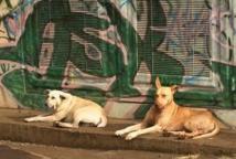 Les chiens jaunes ou bergers tahitiens.