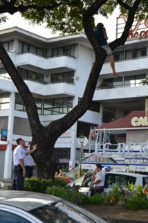 Papeete : il menace de se jeter d'un arbre