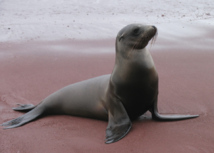 Une otarie découverte sur une plage polynésienne