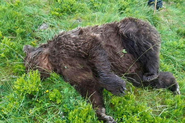 L'abattage d'un ours ravive les tensions entre pro et anti-ours