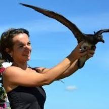 Conférence sur les Petrels, oiseaux  marins protégés, samedi 22 septembre à la Mairie de Pirae