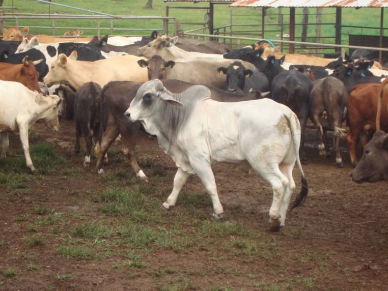 Taravao: Arrivée de deux taureaux reproducteurs "brahman" en provenance de Nouvelle-Calédonie