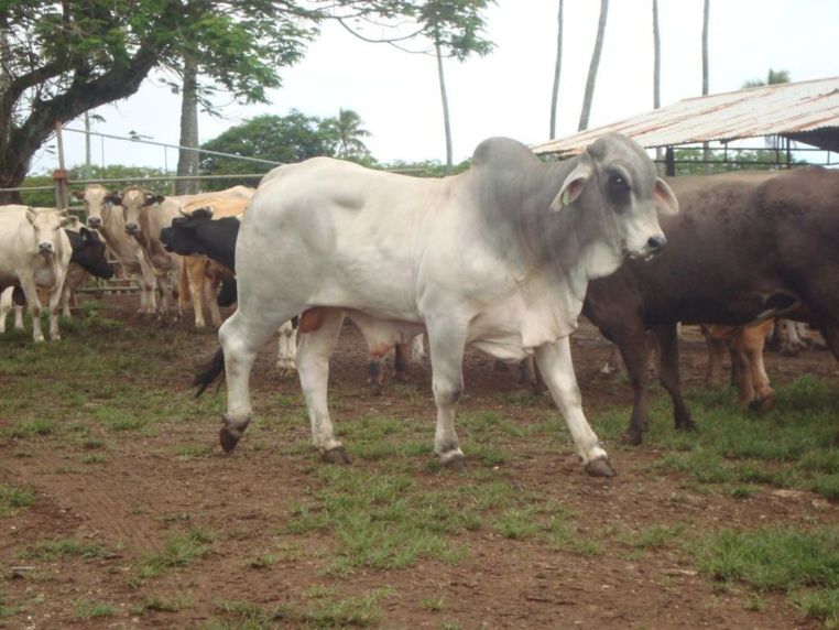 Taravao: Arrivée de deux taureaux reproducteurs "brahman" en provenance de Nouvelle-Calédonie