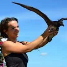 L'association Manu donnera 3 conférences gratuites sur les Pétrels ( oiseaux marins protégés)