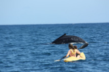 Les règles de bonne conduite pour observer les mammifères marins