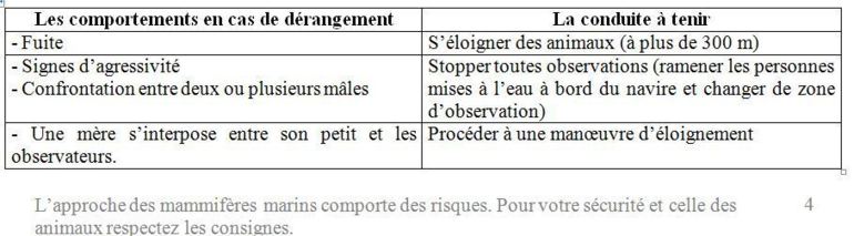 Les règles de bonne conduite pour observer les mammifères marins