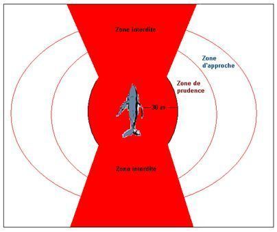 Les règles de bonne conduite pour observer les mammifères marins