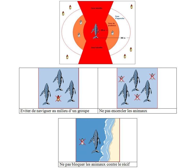 Les règles de bonne conduite pour observer les mammifères marins