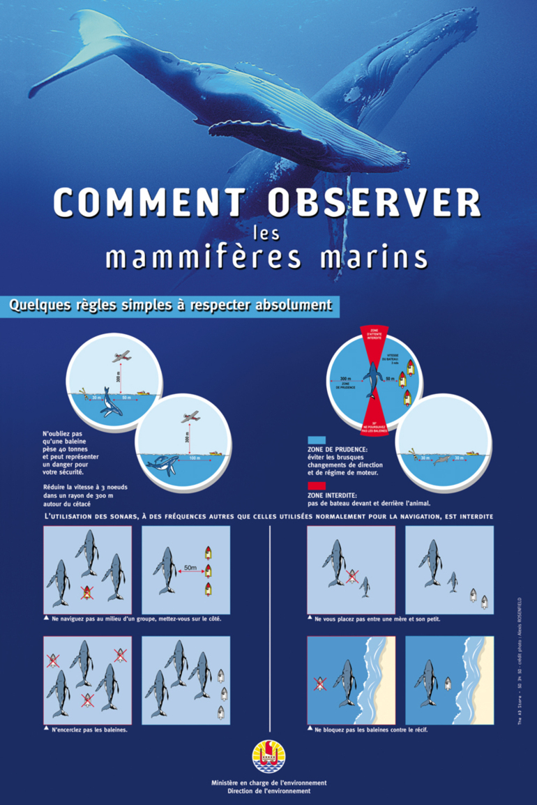 Les règles de bonne conduite pour observer les mammifères marins