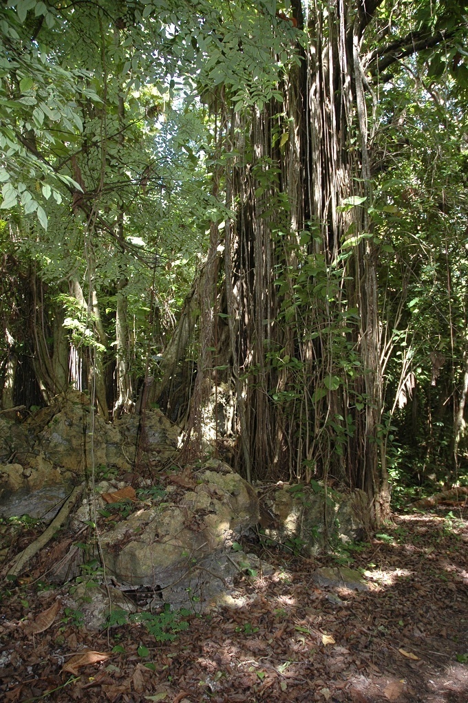 En 47 ans à Makatea (depuis le départ de la CFPO, la biodiversité a repris ses droits naturels.