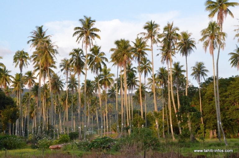 Les cocotoraies polynésiennes à la loupe