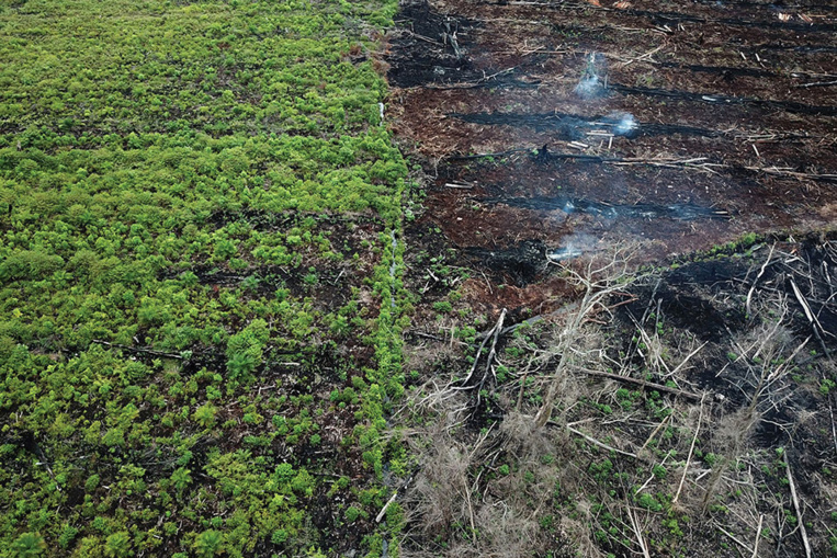 Déforestation: 43 millions d'hectares perdus sur les principaux "fronts", selon le WWF