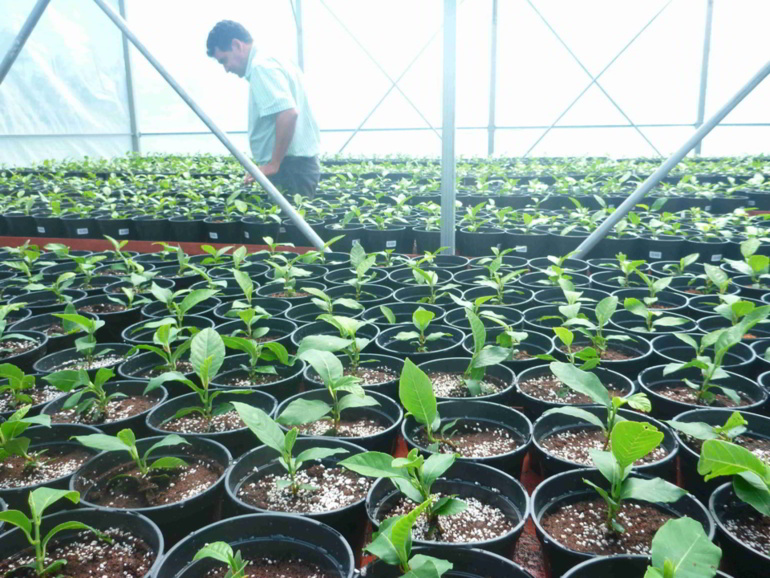 Le ministère de l'agriculture, de l'élevage et des forêts mise sur la culture en masse du 'uru. Les premières productions seront issues des terrains domaniaux situés sur l'île de Ra'iatea, aux îles sous-le-vent.