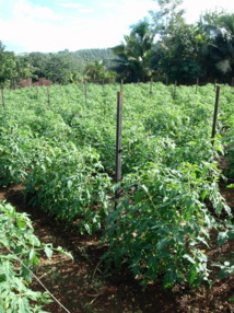 Des aides mieux ciblées pour l’agriculture