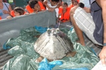 La tortue  Ariti  "satellisée" à Teahupoo