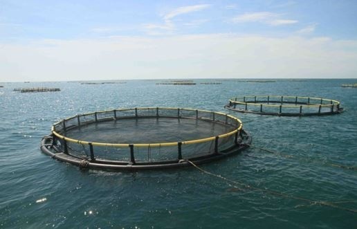 Chine : Tearii Alpha aux fermes aquacoles de Hainan