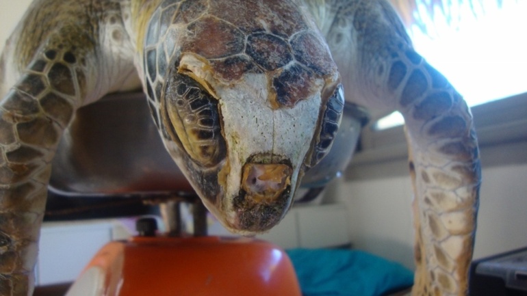 Une nouvelle tortue blessée par fusil harpon