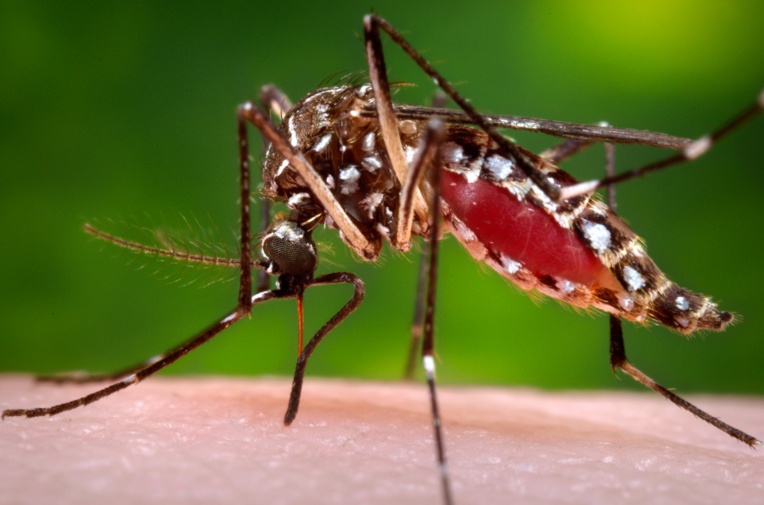 Guadeloupe: Fin d’une "épidémie historique" de dengue