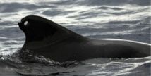 Un globicéphale tropical à l'aileron «percé» photographié par le GEMM en 2011 au large de Huahine (un impact d'arme à feu ?)