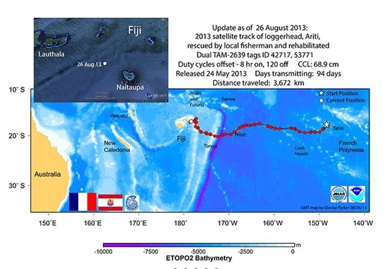 La tortue Ariti toujours à Fidji