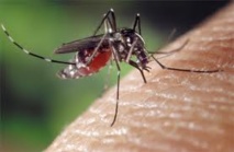 Des cas de zika, de dengue et de chikungunya en Nouvelle-Calédonie