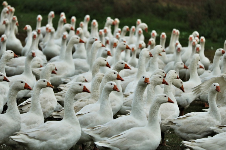 Grippe aviaire: des millions d'animaux à abattre dans le Grand Ouest