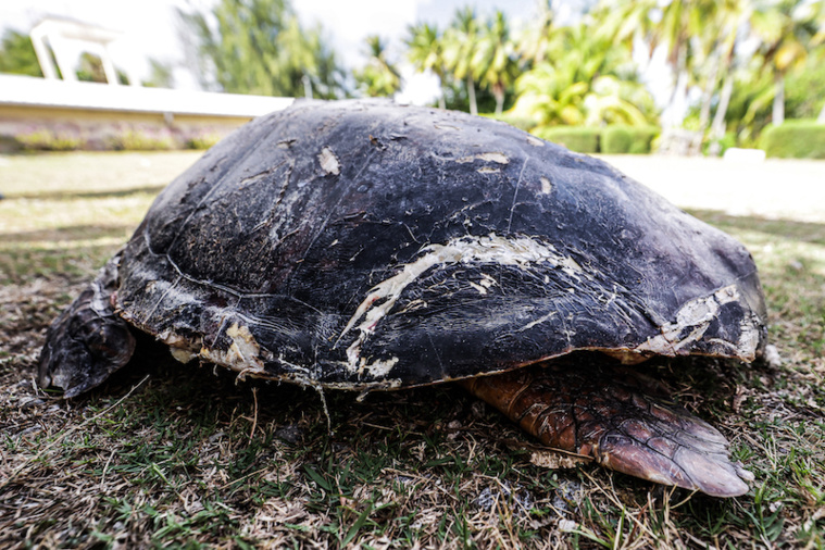 Rangiroa : une tortue évasanée vers Tahiti