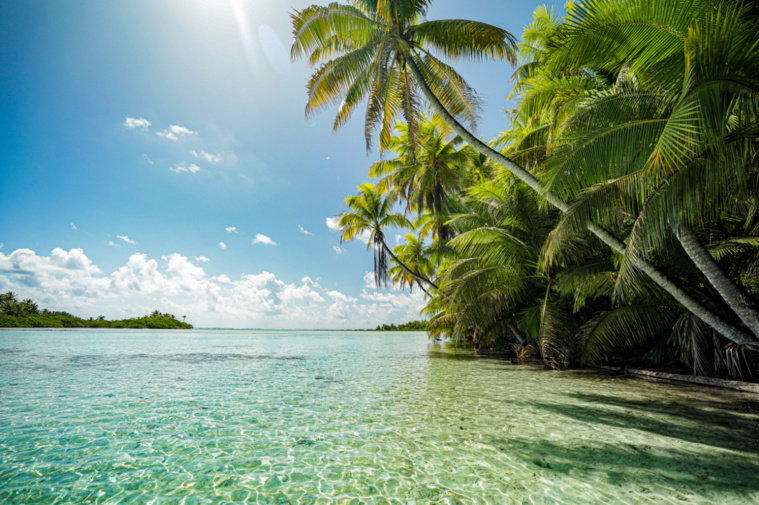 Certains motu du Lagon bleu à Rangiroa sont encore préservés du rat noir. Mais capable de nager et profitant des marées basses, il se rapproche dangereusement.