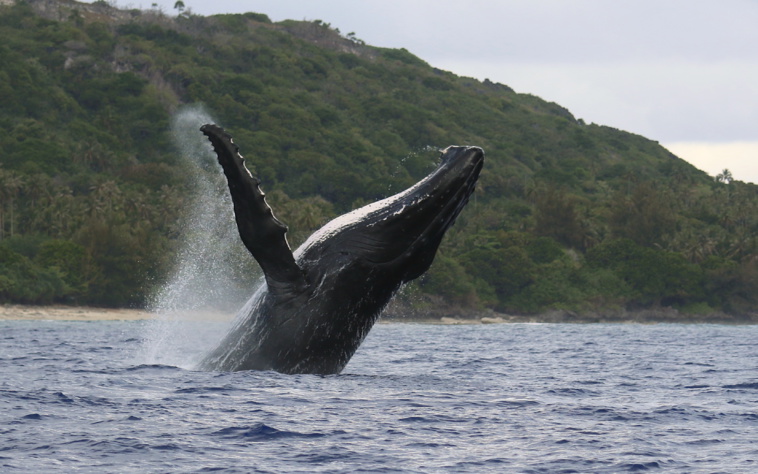 L’apparente précocité des baleines interroge